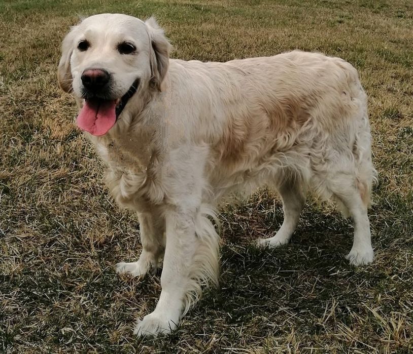 Golden retriever