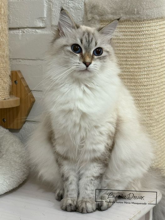 Espresso - kocurek Neva Masquerade (Lavender Dreams*PL)