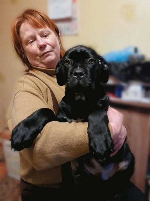 Цуценята кане корсо