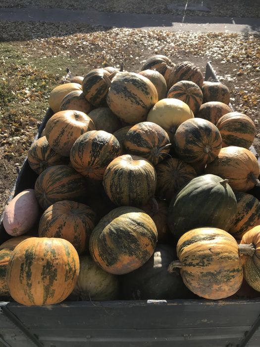 Продаю гарбузи для декору та фотозон