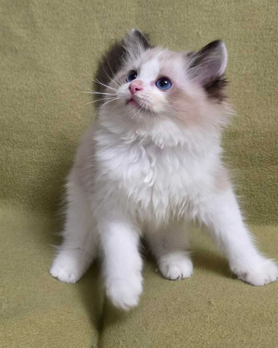 kociak rasy ragdoll