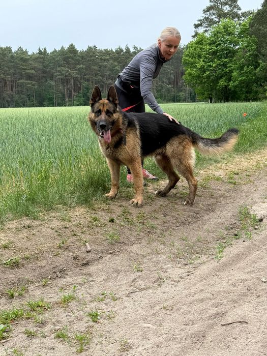 Sułtan w typie owczarka niemieckiego do adopcji