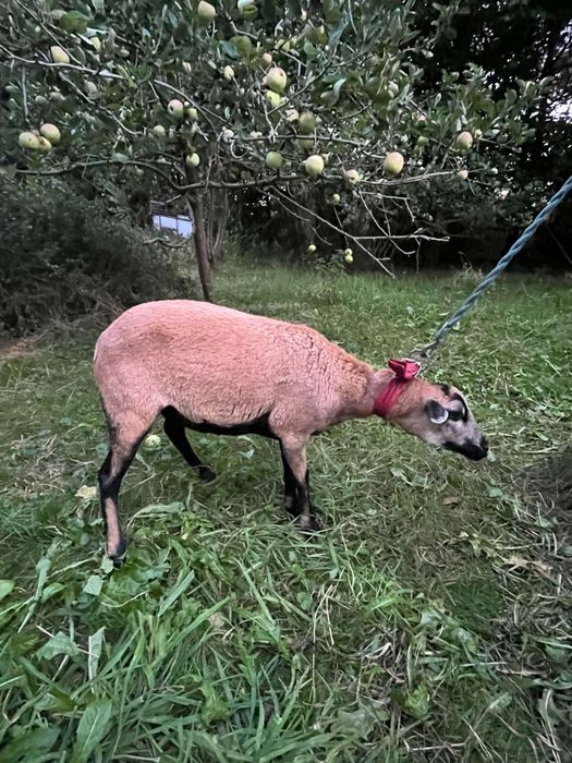 Sprzedam owce kameruńską