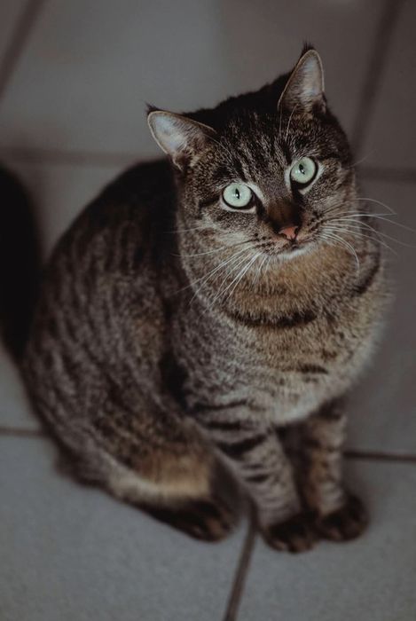 Mlody kocurek potrzebuje domu