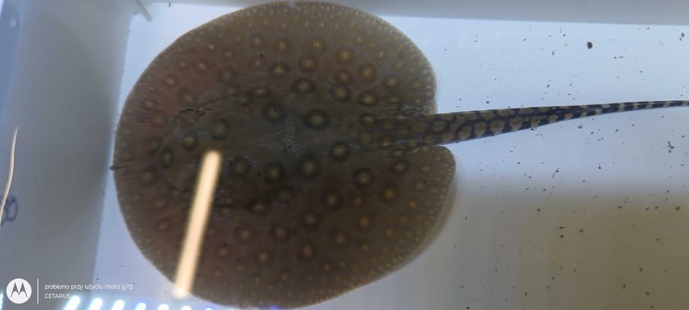 Płaszczka plamista  (Potamotrygon motoro) . Cetarius