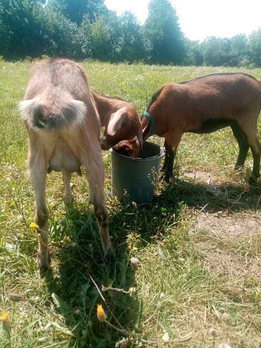 Продам козочку Ясю, народ. 1 березня, має гарне вим'я  зарано-альпійка
