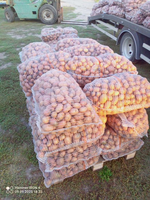 Ziemniaki jadalne, paszowe