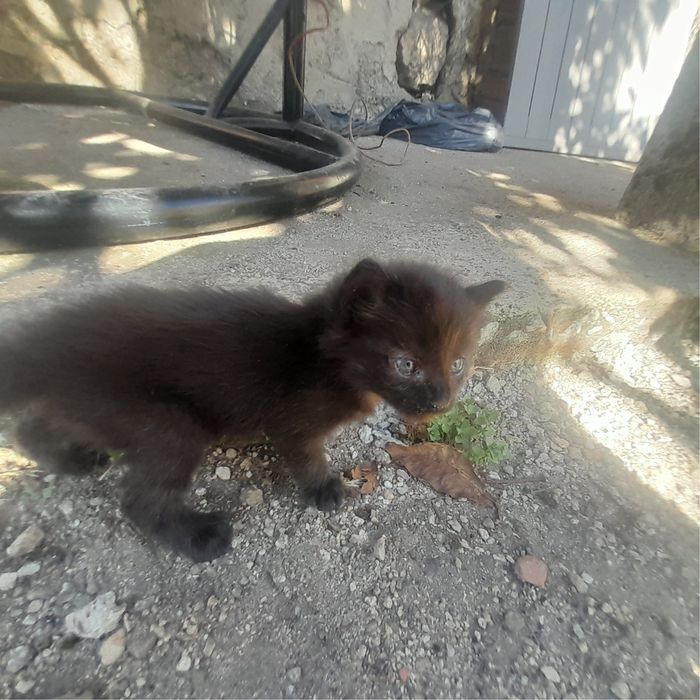 Gatinhos para Adoção