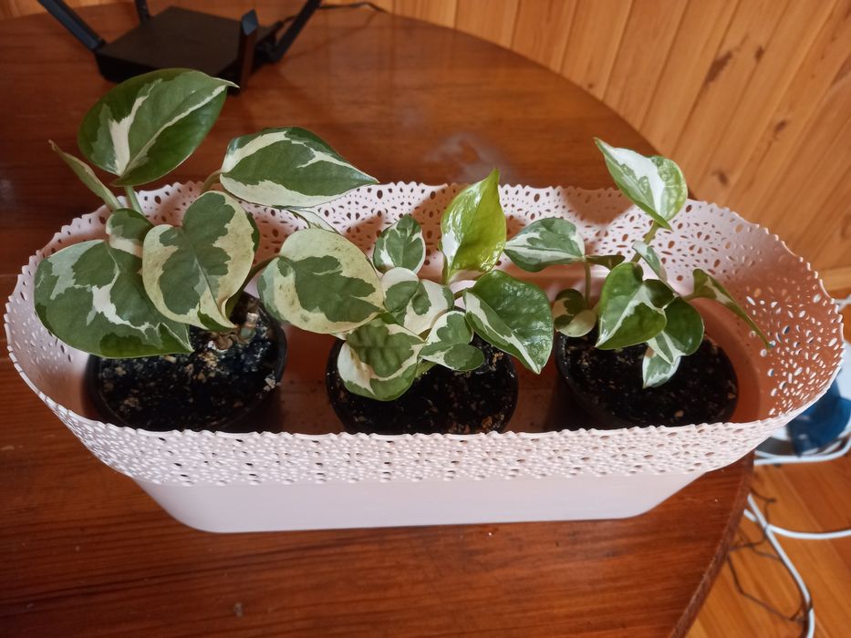 Продам надлишки кімнатних рослин