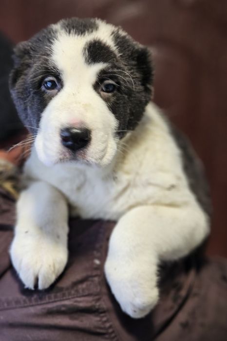 Средниазиатская овчарка щенки,докум