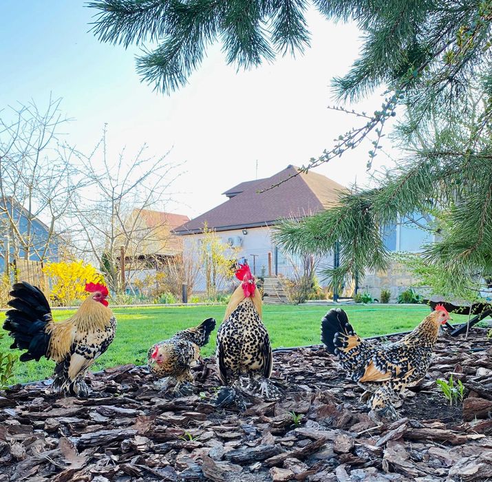 Продам курей Бентамок