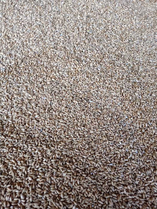 Pszenżyto zbiór 2025