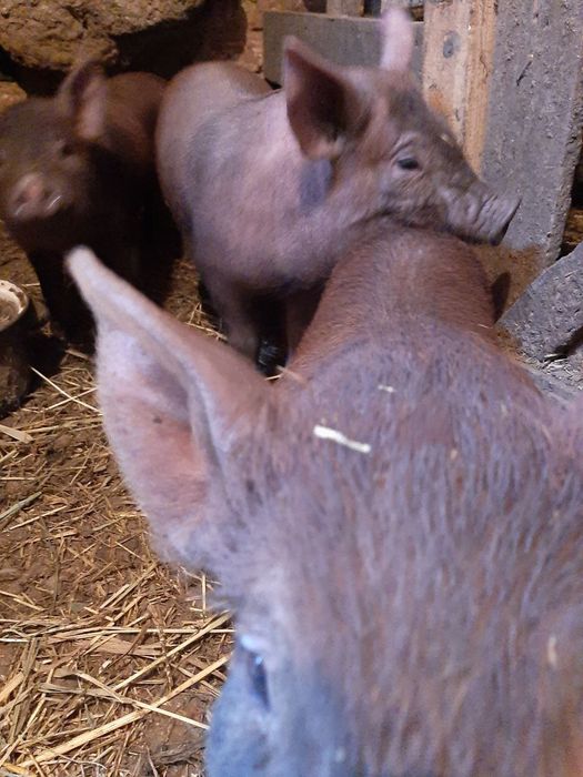 Поросята, свині. Змінашні дюрок і краснопоясі