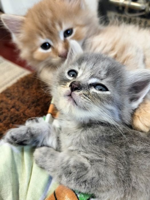 Кошенята, котики