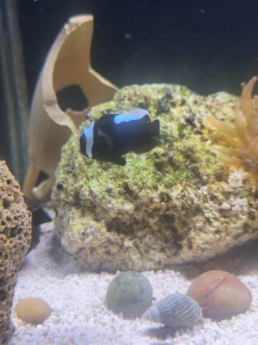 Vendo ou troco peixe palhaço negro