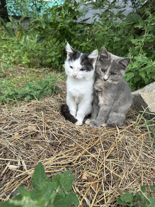 котинята в добрі руки