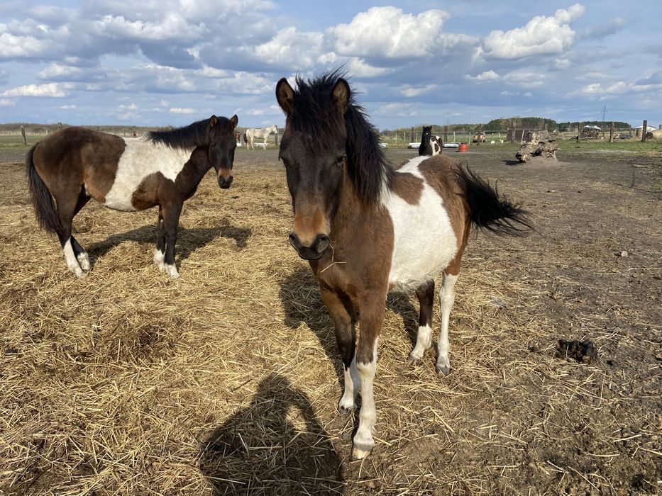 Ogier Hucuł Walientte Programowy