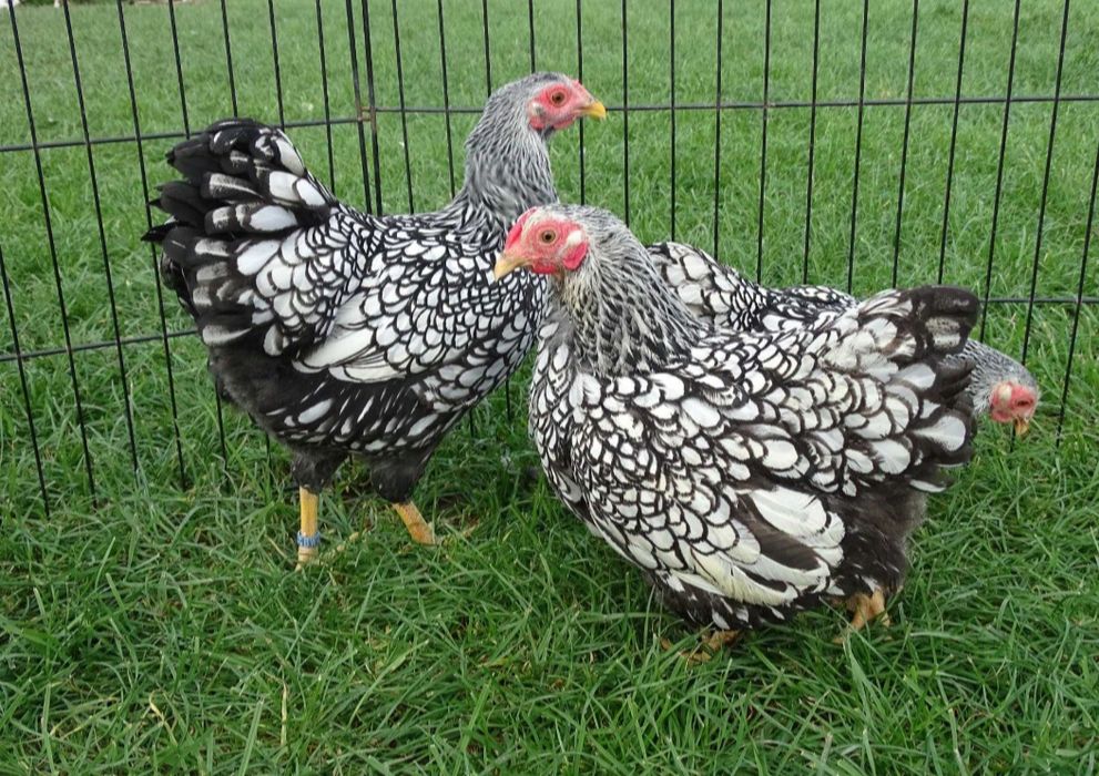 Jaja lęgowe welsumer  Red Caps wandota WAYNDOTTA Ayam