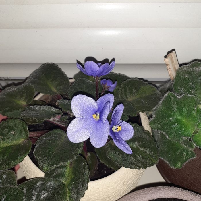 Фіалка сортова набір діток 6 шт.мікс