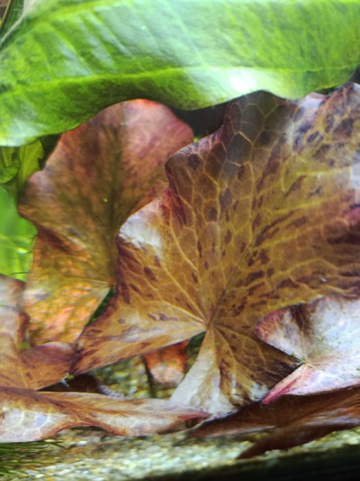 Нимфея красная фиолен,