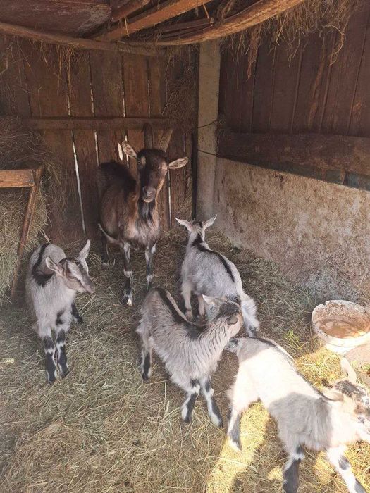 Продам 7 коз договірна ціна