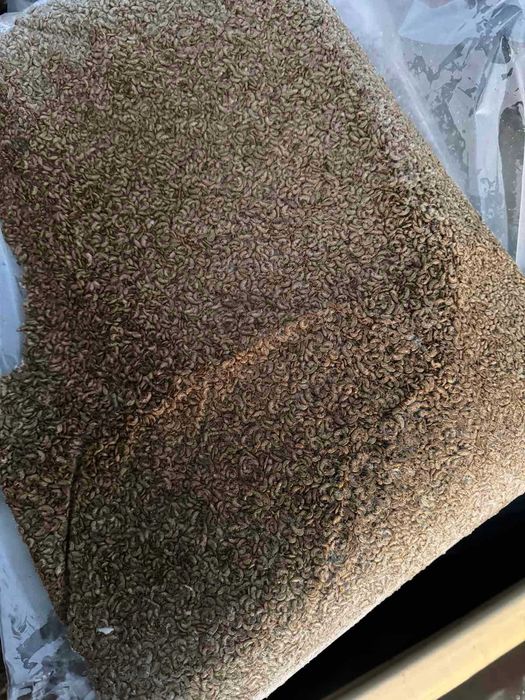 Мороженный Гаммарус