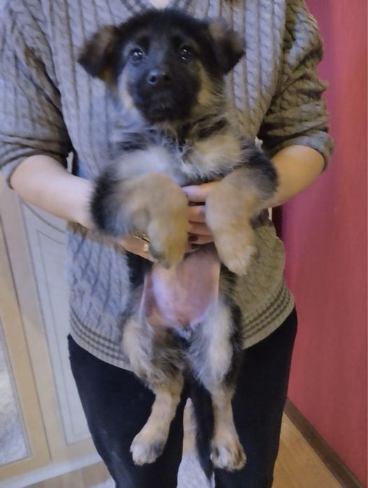 Цуценята Німецької вівчарки