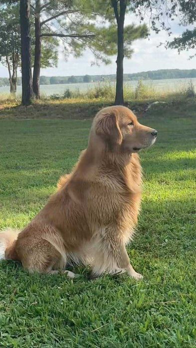 Golden Retriever - ciemno-złoty szczeniak