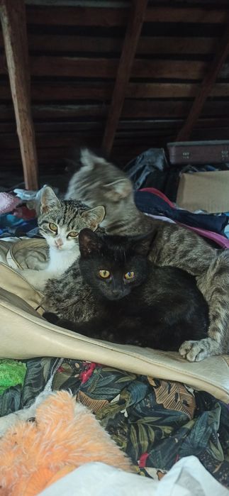 Милі котенята ласкаві друзі