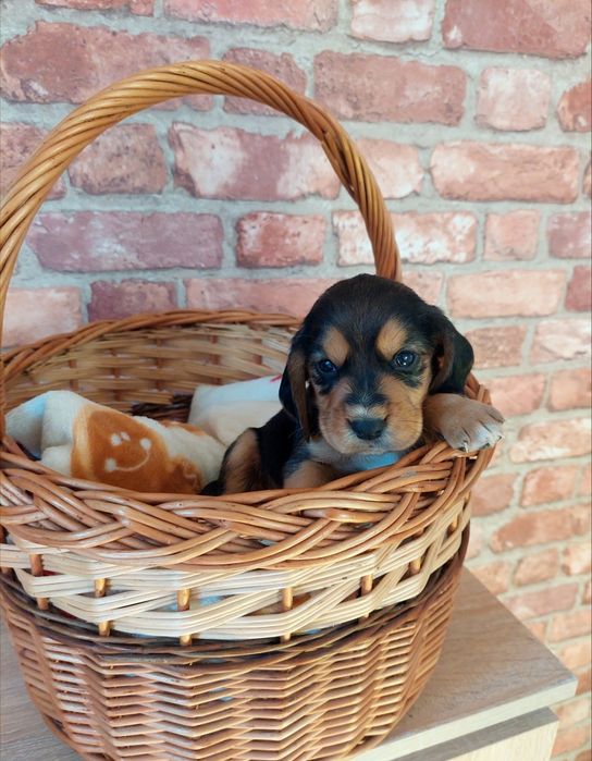Piękny piesek *beagle x cocker spaniel angielski*