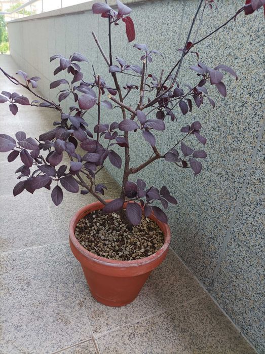 Ameixoeira Púrpura - 5 anos