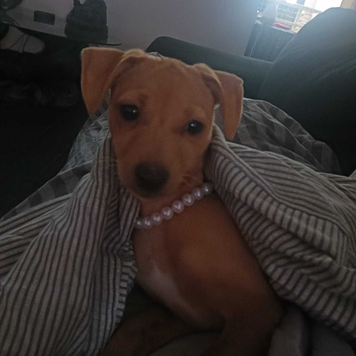 pinscher fêmea 9 meses