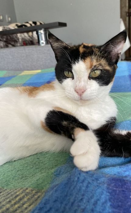 Отдам даром в добрые руки трехцветную кошечку