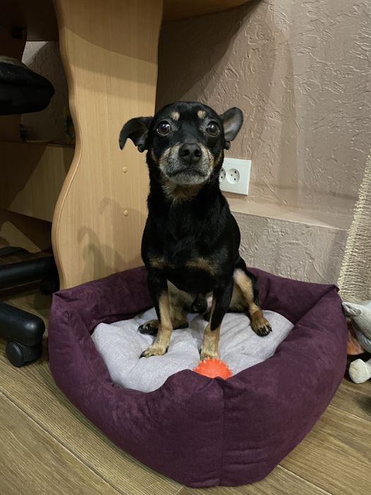 Пинчер отдам в добрые руки