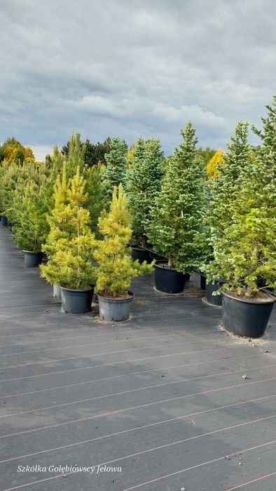 Iglaki DUŻE okazy JEŁOWA