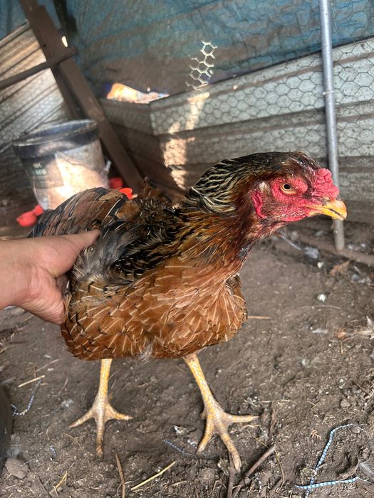 Galinha Índia gigante