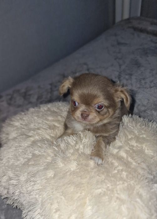Estupendo menino mini pelo comprido chihuahua/chiuaua de Qualidade