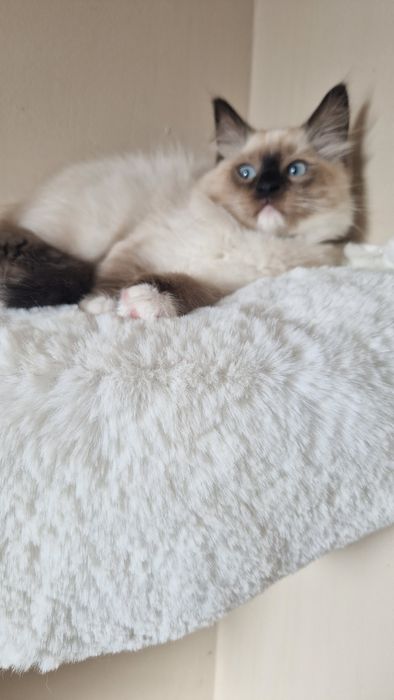 Śliczny kocurek ragdoll