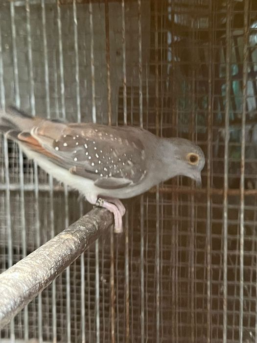 Vendo rolas diamante