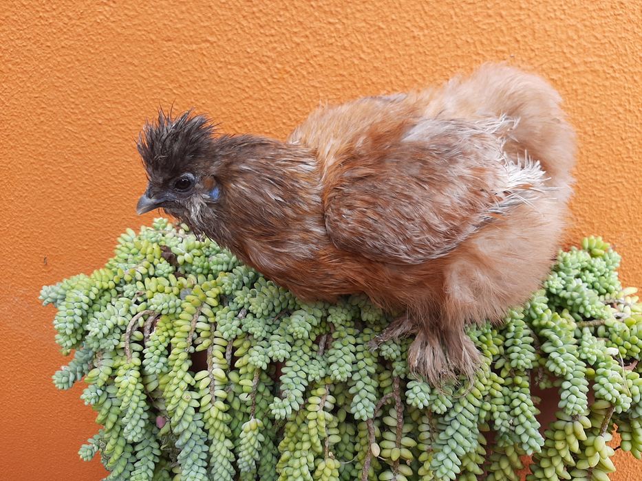 OVOS Galinhas brahmas / Sedosas barbudas