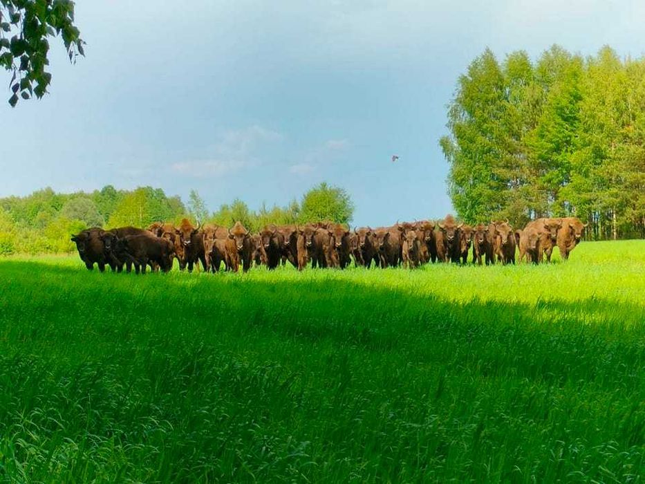 Agroturystyka,Balia,Noclegi,Wieczór Panieński,Dom Puszcza Białowieska