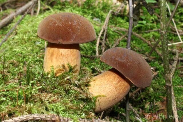 Grzyby podgrzybki 30 zł /kg