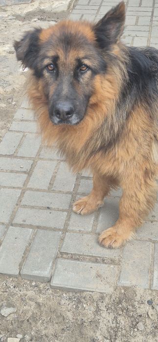 Piesek okolo 4 lata