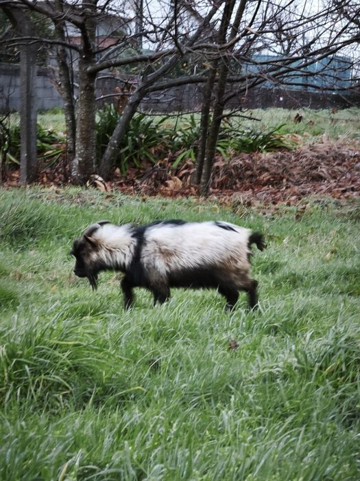 Cabra/Chibo Anão a cobrir bem