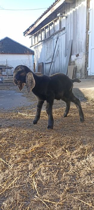 Англонубійський козлик продається