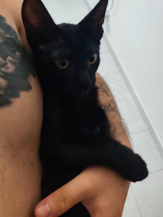 Gato para adoção 3 meses