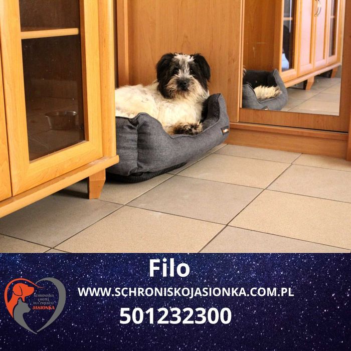 Filo do adopcji – Schronisko Jasionka
