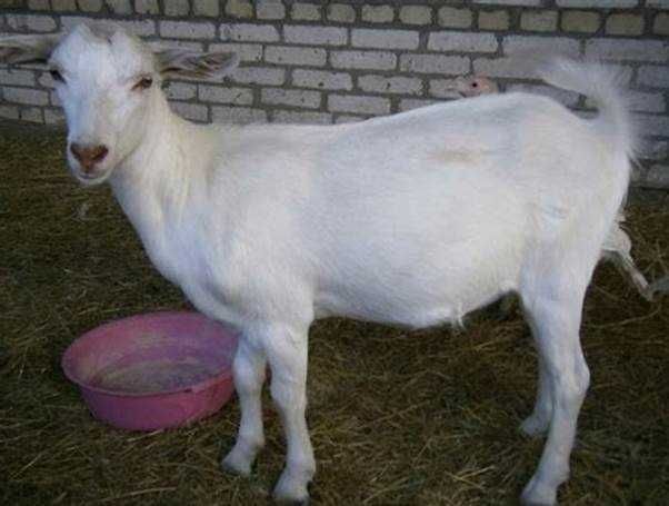 Продам кітну козі, молоко до 2л сутки, порода Зааненська