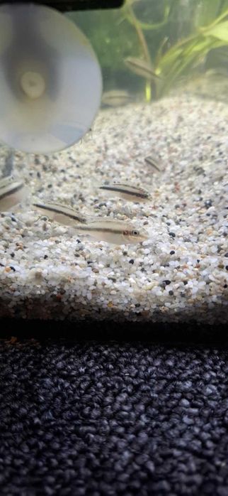 Sprzedam Rybkę Akwariową "Barwniak Czerwony "