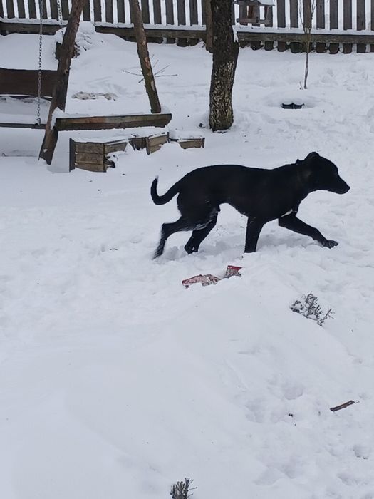 Віддам у хороші руки